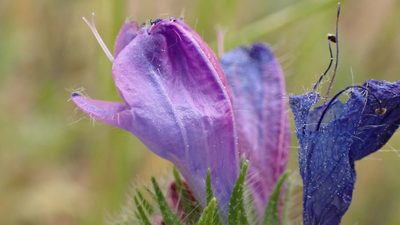 Echium plantagineum, photographed by scolym