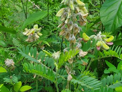 Tephrosia virginiana, photographed by Samuel A Schmid, PhD, PWS
