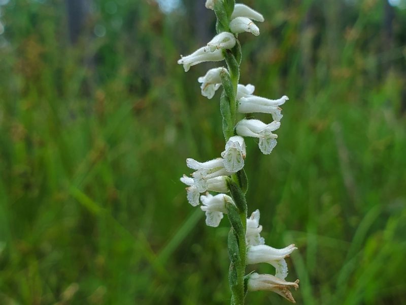 Spiranthes praecox, photographed by Samuel A Schmid, PhD, PWS