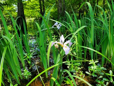 Iris virginica, photographed by Samuel A Schmid, PhD, PWS