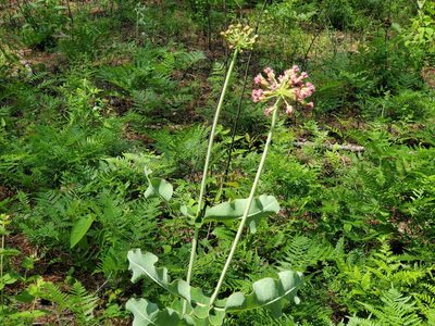 Asclepias amplexicaulis, photographed by Samuel A Schmid, PhD, PWS