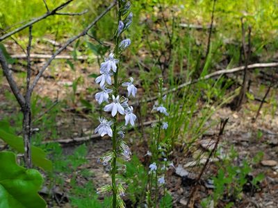 Lobelia appendiculata, photographed by Samuel A Schmid, PhD, PWS