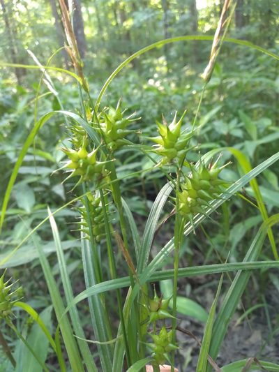 Carex gigantea, photographed by Scott Ward