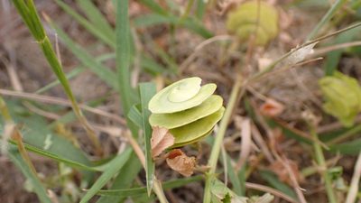 Medicago orbicularis, photographed by scolym