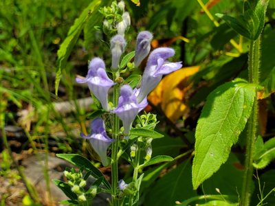 Scutellaria integrifolia, photographed by Samuel A Schmid, PhD, PWS