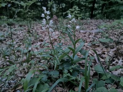 Cephalanthera longifolia, photographed by Jens-Christian Svenning
