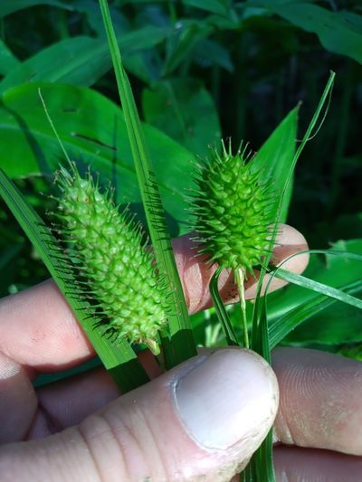 Carex typhina, photographed by Scott Ward
