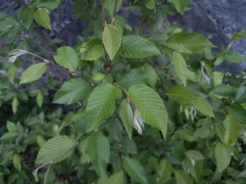 Ostrya carpinifolia, photographed by Jens-Christian Svenning