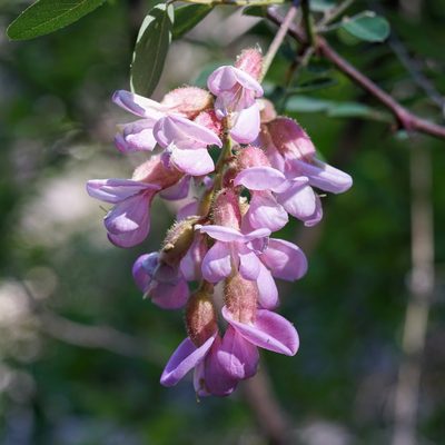 Robinia neomexicana, photographed by Andrew Tree