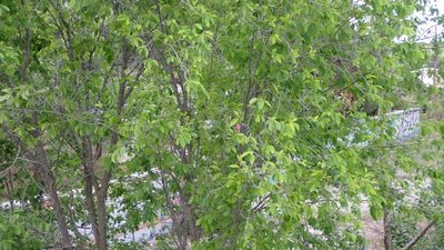 Ulmus pumila, photographed by scolym