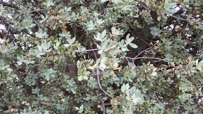 Quercus rotundifolia, photographed by scolym
