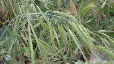 Bromus diandrus, photographed by scolym