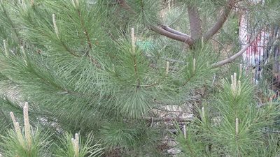 Pinus pinea, photographed by scolym