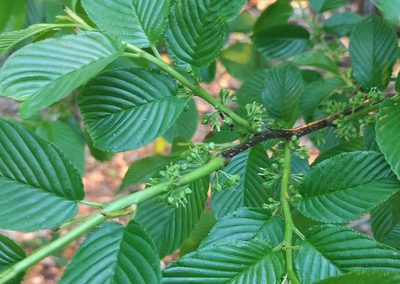 Rhamnus fallax, photographed by Jens-Christian Svenning