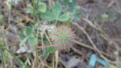 Trifolium hirtum, photographed by scolym