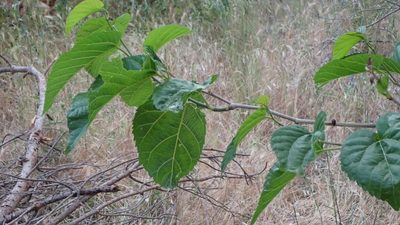 Morus alba, photographed by scolym