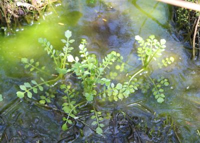 Cardamine pensylvanica, photographed by Steven Lamonde