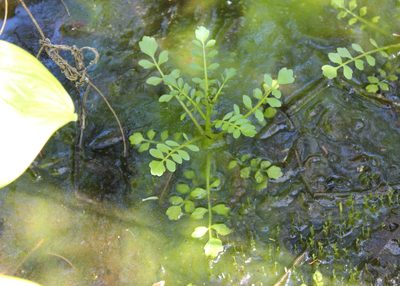 Cardamine pensylvanica, photographed by Steven Lamonde