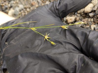 Juncus bufonius, photographed by Liam Gerry