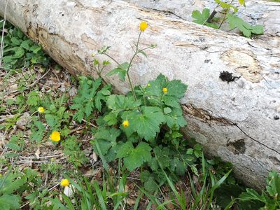 Ranunculus lanuginosus, photographed by Jens-Christian Svenning