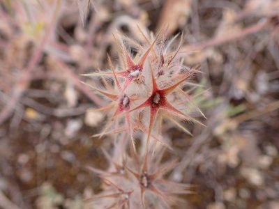 Trifolium stellatum, photographed by scolym