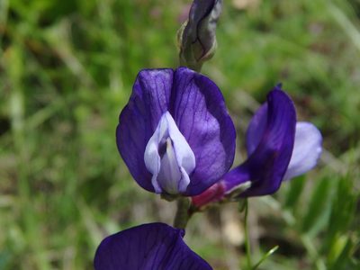 Vicia onobrychioides, photographed by Daniel Cahen