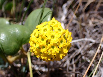 Abronia latifolia, photographed by Cricket Raspet