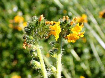 Amsinckia spectabilis