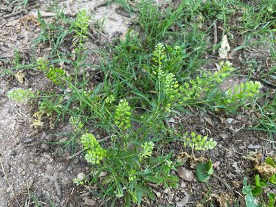 Lepidium virginicum, photographed by lejones417