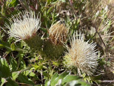 Cirsium quercetorum, photographed by Mike Heine