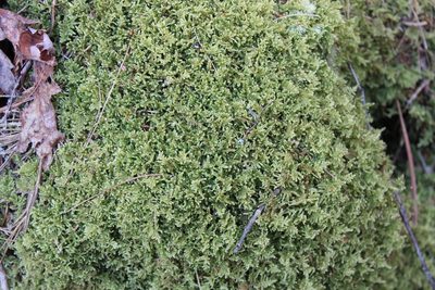Callicladium imponens, photographed by Steven Lamonde