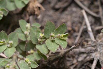Euphorbia prostrata, photographed by Eleftherios Katsillis