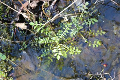 Cardamine pensylvanica, photographed by Steven Lamonde