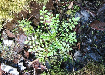 Cardamine pensylvanica, photographed by Steven Lamonde