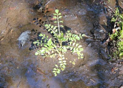 Cardamine pensylvanica, photographed by Steven Lamonde