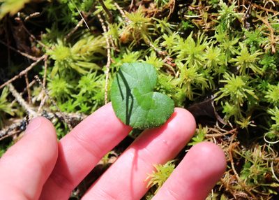 Rubus repens, photographed by Steven Lamonde