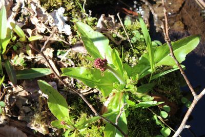 Micranthes pensylvanica, photographed by Steven Lamonde