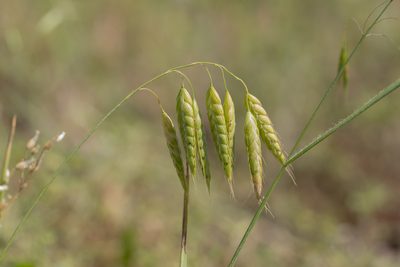 Bromus squarrosus, photographed by Eleftherios Katsillis