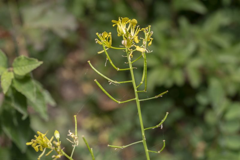 Erucastrum nasturtiifolium, photographed by Eleftherios Katsillis