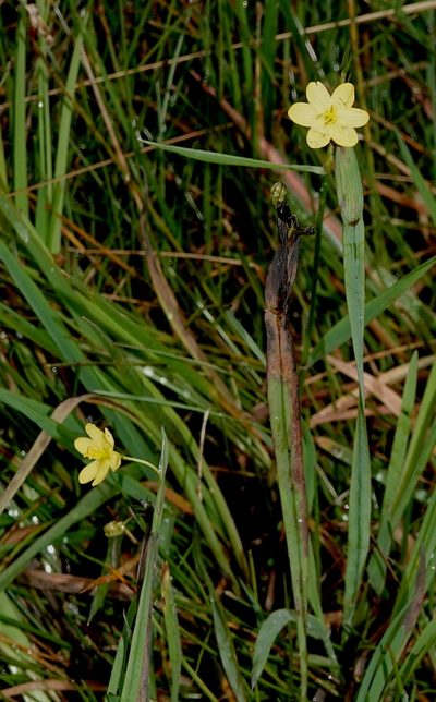 Sisyrinchium tinctorium, photographed by desertnaturalist