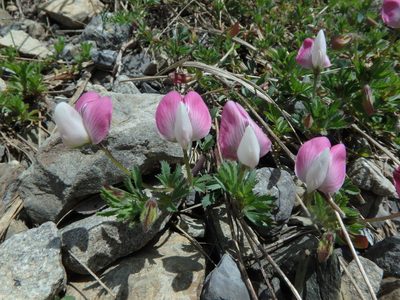 Ononis cristata, photographed by Daniel Cahen