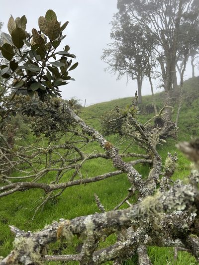 Hieronyma rufa, photographed by Nicolás Baresch Uribe