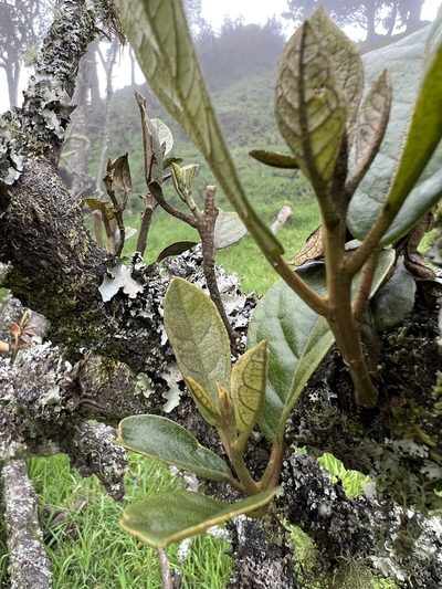 Hieronyma rufa, photographed by Nicolás Baresch Uribe