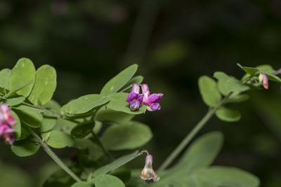 Lathyrus niger, photographed by Eleftherios Katsillis