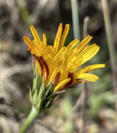 Microseris paludosa, photographed by Irene