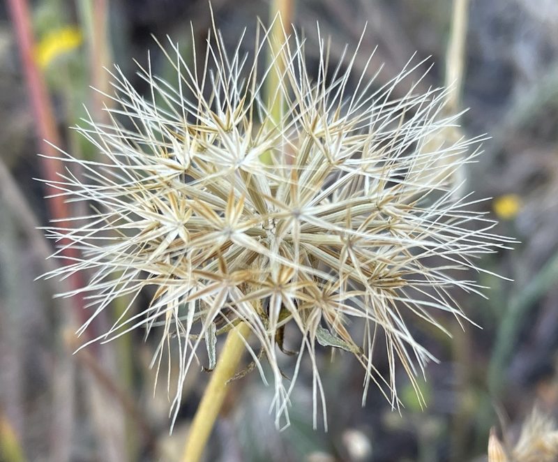 Microseris paludosa, photographed by Irene