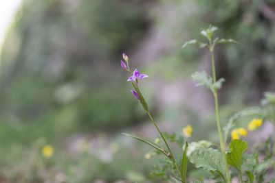 Cephalanthera rubra, photographed by Eleftherios Katsillis