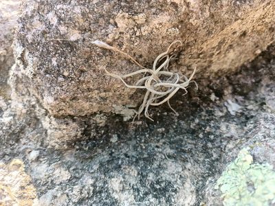 Tillandsia recurvata, photographed by Comisión Estatal de Biodiversidad del Estado de Hidalgo
