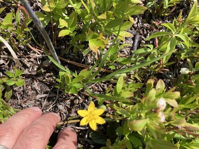 Hypoxis hirsuta, photographed by Jake McCumber