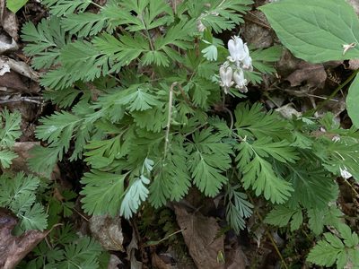 Dicentra canadensis, photographed by Henrique Pacheco